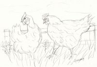 Chickens